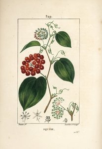 Smilax Variety - Kinesisk smilax, Smilax Kina, med blomst, ranker, blad og frukt. Håndfarget kobberstikk av Lambert Junior fra en tegning av Pierre Jean-Francois Turpin fra Chaumeton, Poiret og Chamberets "" La Flore Medicale,"" av Pierre Jean Francois Turpin
