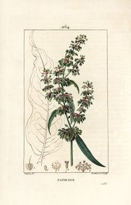 Spinardsorrel ou patience des moines - Patience dock, Rumex patientia, med blomst, stilk, blader, frø og bladomriss. Håndfarget stiplet kobberstikk av Lambert Junior etter en tegning av Pierre Jean-Francois Turpin fra Chaumeton, Poiret og av Pierre Jean Francois Turpin