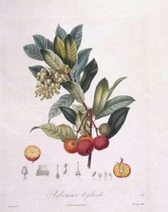 Jordbærtre (Arbutus unedo), Henry Louis Duhamel du Monceau, botanisk tallerken av Pierre Jean Francois Turpin