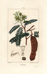 Tamarind - Tamarind, Tamarindus indica, visningsblomst, blad og frøkapsel. Håndfarget kobberstikk av Lambert Junior fra en tegning av Pierre Jean-Francois Turpin fra Chaumeton, Poiret og Chamberets "" La Flore Medicale,"" Paris, Panc av Pierre Jean Francois Turpin
