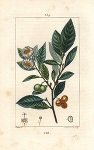 Theier - Te, Camellia sinensis, viser blad, frukt og blomst. Håndfarget kobberstikk av Lambert Junior fra en tegning av Pierre Jean-Francois Turpin fra Chaumeton, Poiret og Chamberets "" La Flore Medicale,"" Paris, Panckoucke av Pierre Jean Francois Turpin