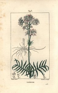 Valeriane of the hills eller Valeriane med små blader - Valerian, Valeriana officinalis, med blomst, blad, stilk og rot. Håndfarget stiplet kobberstikk av Lambert Junior etter en tegning av Pierre Jean-Francois Turpin fra Chaumeton, Poiret og av Pierre Jean Francois Turpin