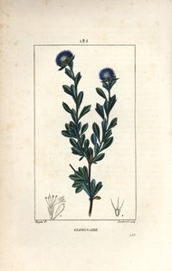 Variety of globular - Globularia med tre tannblader, Globularia fruticosa. Håndfarget kobberstikk av Lambert Junior fra en tegning av Pierre Jean-Francois Turpin fra Chaumeton, Poiret og Chamberets "" La Flore Medicale,"" Paris, Panc av Pierre Jean Francois Turpin