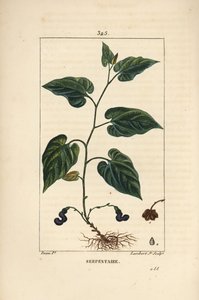 Virginia Snakeroot - Virginisk slangerot, Aristolochia serpentaria, med blomst, blad, stilk, frø og rot. Håndfarget kobberstikk av Lambert Junior fra en tegning av Pierre Jean-Francois Turpin fra Chaumeton, Poiret og Chamberets " av Pierre Jean Francois Turpin