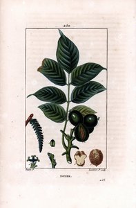Valnøttgren med nøtter - Valnøtttre, Juglans regia, med grein, blader, moden frukt, nøtt i skall og i snitt. Håndfarget kobberstikk av Lambert Junior etter en tegning av Pierre Jean-Francois Turpin fra Chaumeton, Poiret et Chamber av Pierre Jean Francois Turpin