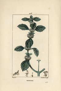 Hvit eller vanlig marrube - Vanlig horehound, Marrubium vulgare. Håndfarget kobberstikk av Lambert Junior fra en tegning av Pierre Jean-Francois Turpin fra Chaumeton, Poiret og Chamberets "" La Flore Medicale,"" Paris, Panckoucke av Pierre Jean Francois Turpin