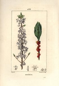Tre pent, pent, grønt, grønt tre, Daphne fint tre - Mezereon, Daphne mezereum. Håndfarget kobberstikk av Lambert Junior fra en tegning av Pierre Jean-Francois Turpin fra Chaumeton, Poiret og Chamberets "" La Flore Medicale,"" av Pierre Jean Francois Turpin