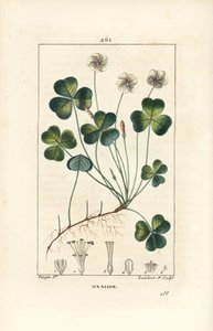 Vedsyre, Oxalide (oxalis) des bois - Vedsyre, Oxalis acetosella, med blomst, blad, stilk, frø og rot. Håndfarget kobberstikk av Lambert Junior etter en tegning av Pierre Jean-Francois Turpin fra Chaumeton, Poiret og Chambere av Pierre Jean Francois Turpin