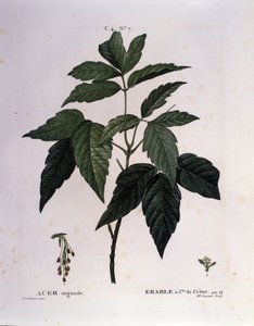 Botanisk: Lønngren. Tallerken hentet fra "" Nouveau Duhamel du Monceau or Treats Treats Treats and Bushs Cultivated in France"" Akvarell av Pierre Joseph Redoute (1759-1840) 1819