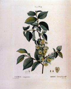 Botanikk: almegren. Tallerken hentet fra "" Nouveau Duhamel du Monceau or Treats Treats Treats and Bushs Cultivated in France"" Akvarell av Pierre Joseph Redoute (1759-1840) 1819