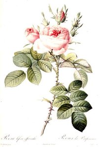 Rosa Bifera Officinalis, gravert av Langlois, utgitt av Remond (farget gravering) av Pierre Joseph (after) Redoute