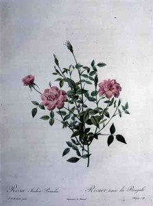 Rosa indica pumila (dvergbengalrose), gravert av Chapuy, fra 