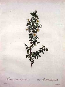 Rosa pimpinelli folia pumila (dverg skotsk rose), gravert av Chapuy, fra 