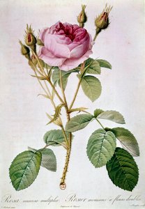 Rose Planche av Pierre Joseph Redoute (1759-1840) 1817 Paris, B.N.