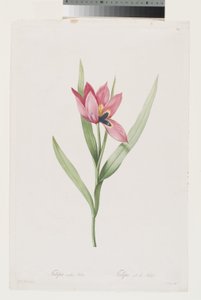  av Pierre Joseph (after) Redoute