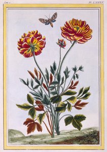 En rekke dobbeltblomstret gul valmue, ca. 1776 (håndfarget gravering)