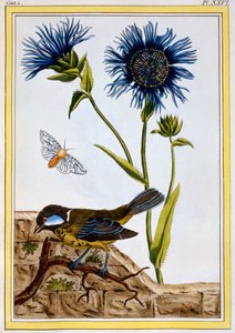 Kornblomst, pub. 1776.