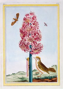 Hyacinth, ca. 1766 (håndfarget gravering) av Pierre Joseph Buchoz