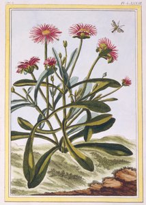 The Ficoid of Africa eller Mesembryanthemum, pub. 1776. av Pierre Joseph Buchoz