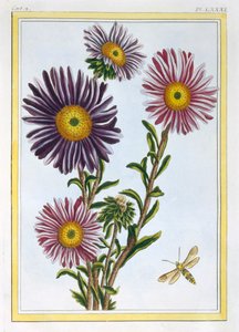 Dronningen Marguerite Aster, pub. 1776. av Pierre Joseph Buchoz