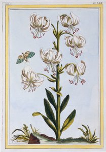 Le Martagan Blanc,  pub. 1776. av Pierre Joseph Buchoz