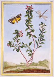Le Petit Arbutus des Aples Fjelllyng, pub. 1776. av Pierre Joseph Buchoz