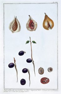 Nutmeg, c1751-1807 av Pierre Joseph Buchoz
