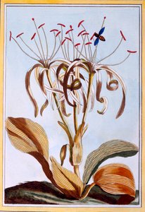 Sea Daffodil, pub. 1776. av Pierre Joseph Buchoz