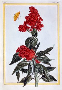 Variety of Amaranthus, pub. 1776. av Pierre Joseph Buchoz
