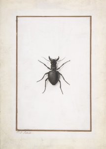 En hjortebille,. av Pierre Joseph Redouté
