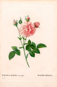 Agathe Royale rose, Rosa gallica variant. Håndfarget prikkete kobberstikk fra Pierre Joseph Redoutes "" Les Roses,"" Paris av Pierre Joseph Redouté