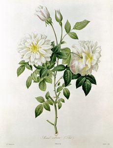 Aime Vibere (Te) gravert av Eustache Hyacinthe Langlois (1777-1837) av Pierre Joseph Redouté