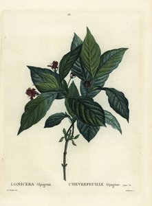 Alpin kaprifol, Lonicera alpigena. Håndfarget prikkegravering av Du Ruisseau etter en illustrasjon av Pierre-Joseph Redoute fra Henri Louis Duhamel du Moncels Treat des Arbres et Shrustes, Paris av Pierre Joseph Redouté