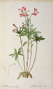 Alstraemeria Ligtu, fra `Les Liliacees