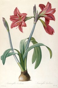 Amaryllis brasiliensis Brasiliansk amaryllis. av Pierre Joseph Redouté
