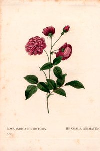 Animerer Kina-rose, Rosa chinensis-hybrid, The Bengal-animerer. Håndfarget prikkete kobberstikk fra Pierre Joseph Redoutes "" Les Roses,"" Paris av Pierre Joseph Redouté