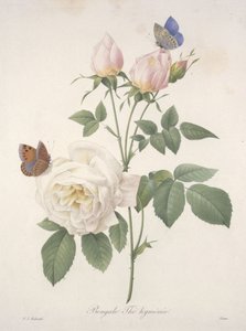 Bengal Hymenal Tea, fra Choice Of The Most Beautiful Flowers and Most Beautiful Fruits, 1827 (håndfarget prikkegravering)