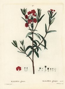 Myrlaurbær, Kalmia polifolia (Kalmia glauca). Håndfarget stiplegravering av frøken Brenet etter en illustrasjon av Pierre-Joseph Redoute fra Henri Louis Duhamel du Moncels Treat des Arbres et Shrustes, Paris av Pierre Joseph Redouté