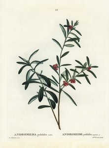 Myrrosmarin, Andromeda polifolia. Håndfarget stiplegravering av etter en illustrasjon av Pierre-Joseph Redoute fra Henri Louis Duhamel du Monceaus Treat des Arbres et Shrustes, Paris av Pierre Joseph Redouté