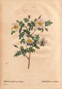 Botanisk bord, blomst, rosevariant: De Candolles hvite rose eller Rose de Candolle (Rosa candolleana elegans). Villrose, oppdaget i Sør-Europa og kalt De Candolle i 1819. I "" Les Roses", bind 2 av Pierre Joseph Redoute (1759-1840) av Pierre Joseph Redouté