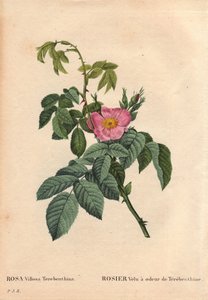 Botanisk bord, blomst, rosevariant: Hårete rose har lukten av Terebenthine (Rosa Villosa Terebenthina). I "" Les Roses", bind 2 av Pierre Joseph Redoute (1759-1840) av Pierre Joseph Redouté
