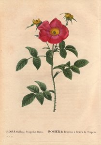 Botanisk bord, blomst, rosesort: Provinrose med Stapelia-blomstring (Rosa Gallica Stapeliae flora), sannsynligvis utryddet art. I "" Les Roses", bind 2 av Pierre Joseph Redoute (1759-1840) av Pierre Joseph Redouté