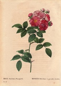 Botanisk bord, blomst, rosevariant: Rosa multiflora med store blader (Rosa multiflora platyphylla) dyrker en frøartir introdusert i Bretagne før 1817. I "" Les Roses", bind 2 av Pierre Joseph Redoute (1759-1840) av Pierre Joseph Redouté