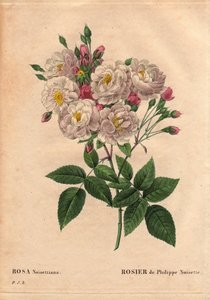 Botanisk bord, blomst, rosesort: Rose of Philippe hasselnøtt (Rosa noisettiana). Hybride arter av rose moschata chinensis dyrket i USA av John Champney og introdusert til Frankrike av Philippe Noisette i 1814. I "" Les Roses", bind 2 av av Pierre Joseph Redouté