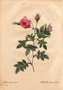 Botanisk bord, blomst, rosesort: Rose med små blomster (Rosa parvi-flora eller Rosa parvi flora) fra Nord-Amerika. I "" Les Roses", bind 2 av Pierre Joseph Redoute (1759-1840) av Pierre Joseph Redouté