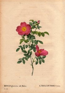 Botanisk bord, blomst, rosevariant: Kirsebær-eglantier (Rosa eglanteria sub rubra)-repertoriet i drivhusene til Monsieur Vilmorin, rundt 1820 og oppnådd av frøene til den gule rosen foetida. I "" Les Roses", bind 2 av Pierre Joseph Redoute av Pierre Joseph Redouté