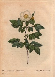 Botanisk bord, blomst, rosesort: Leschenault-rosen (Rosa sempervirens Leschenaultiana). Oppdaget av Monsieur Leschenault på Nilgiri (eller Nilagiri eller Nilgiris) også kalt Blue Mountains of India. I Tamil Nadu-regionen, før 1824. I "" L av Pierre Joseph Redouté