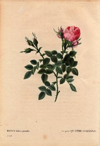 Botanisk bord, Blomst, Rose Variete: The Little Four Seasons (Four Seasons). På latin: Rosa bifera pumila, dyrket av Monsieur Noel, Paris, Frankrike, før 1824. I “” Les Roses”, bind 2 av Pierre Joseph Redoute (1759-1840) av Pierre Joseph Redouté