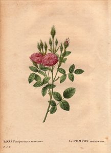 Botanical Board, Flower, Rose Variete: Den glitrende pompongtypen "" Rose de Meaux" (Rosa Pomponiana muscosa) oppdaget i en hage vest i England rundt 1801. I "" Les Roses", bind 2 av Pierre Joseph Redoute ( 1759–1840) av Pierre Joseph Redouté