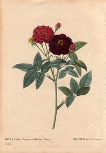 Botanisk bord, blomst, rosesort: Van Eeden Rose (Rosa Gallica Purpurea Velutina Parva). Dyrket i Nederland av Van Eeden før 1810. I "" Les Roses", bind 2 av Pierre Joseph Redoute (1759-1840) av Pierre Joseph Redouté